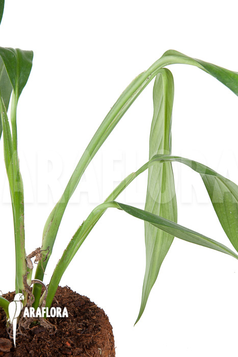 Epipremnum amplissimum ‘starter’