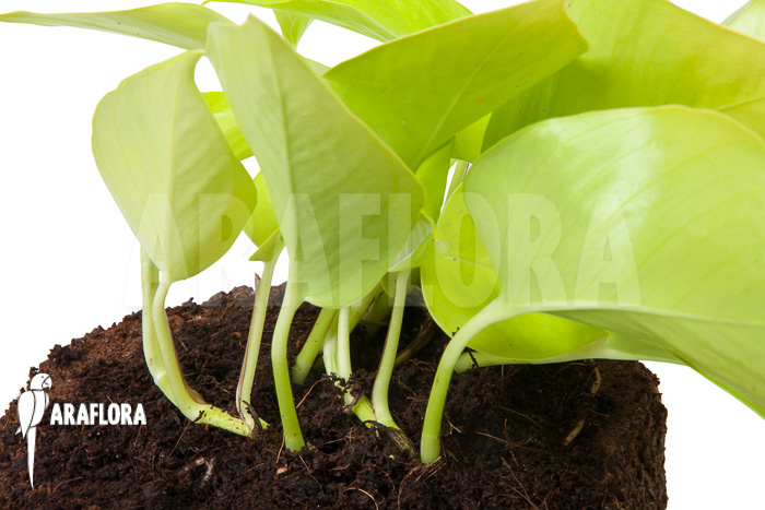 Epipremnum aureum Neon