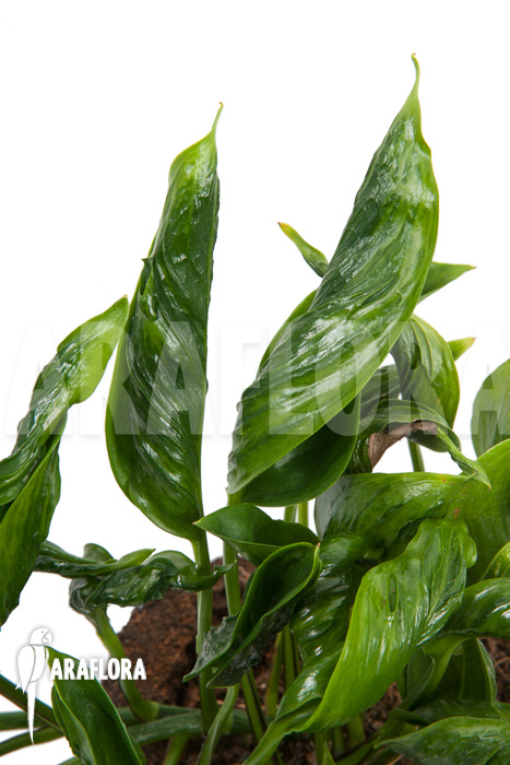 Epipremnum aureum Shangri-La