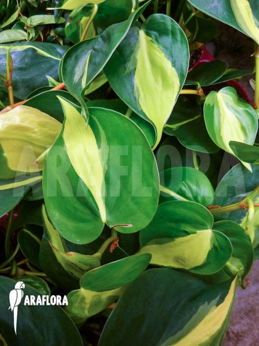 Epipremnum pinnatum ‘Araflora liner’