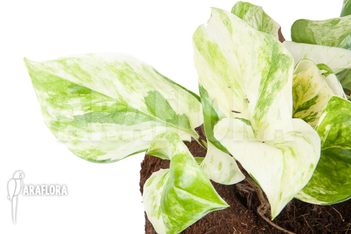 Epipremnum pinnatum ‘Marble Planet’