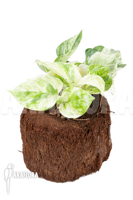 Epipremnum pinnatum ‘Marble Planet’