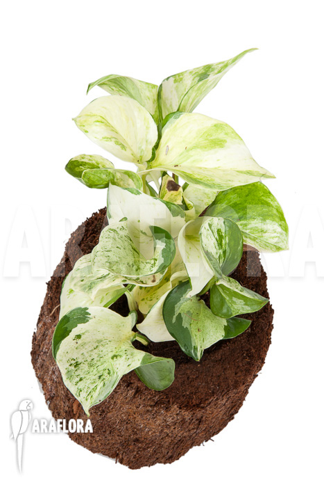 Epipremnum pinnatum ‘Marble Planet’