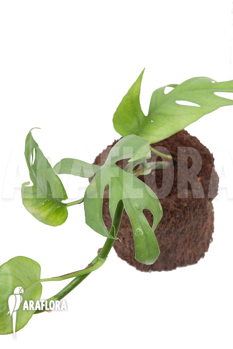 Epipremnum pinnatum Cebu Blue