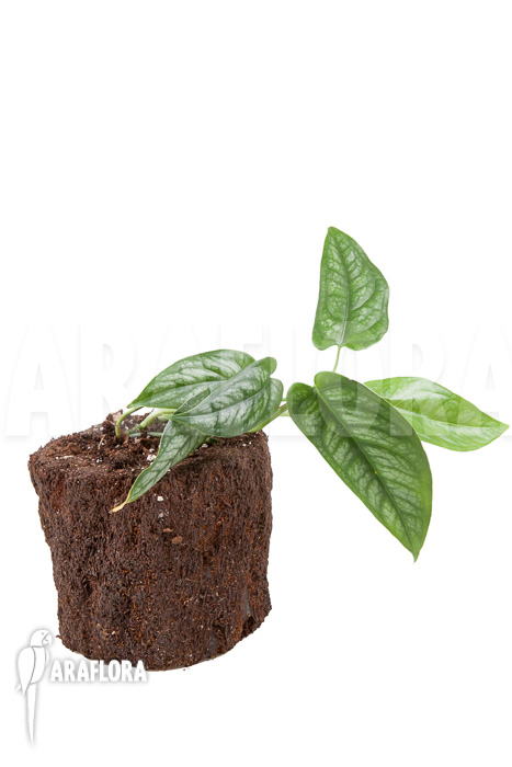 Epipremnum sp Blue ‘M’