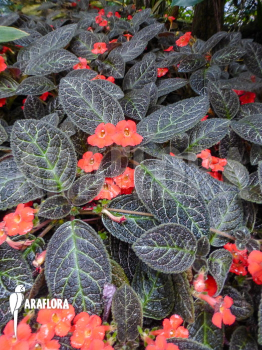 Episcia cupreata