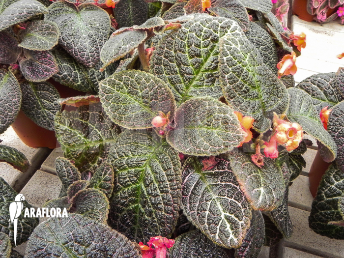 Episcia cupreata Black Pearl