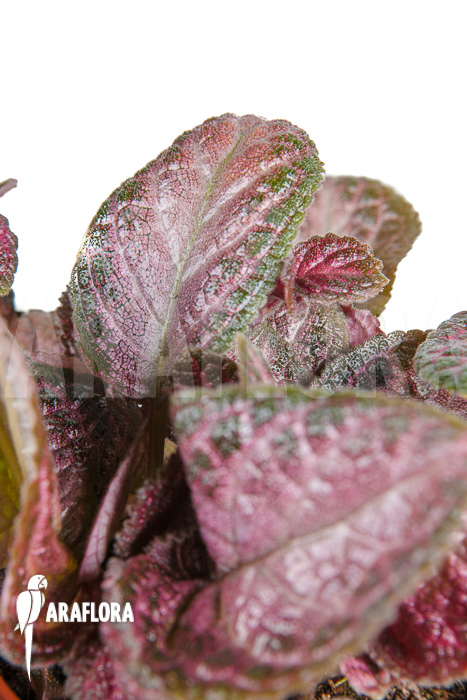 Episcia cupreata Pink Smooth