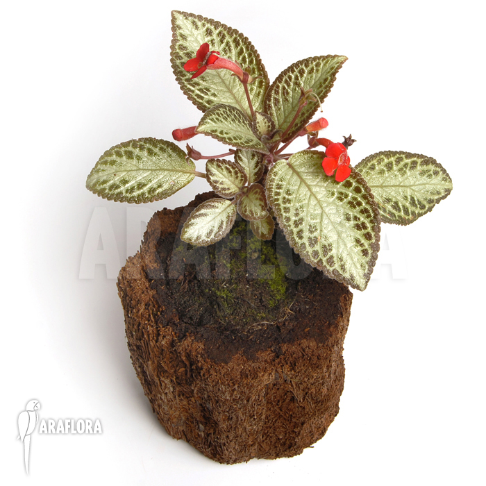 Episcia reptans-1