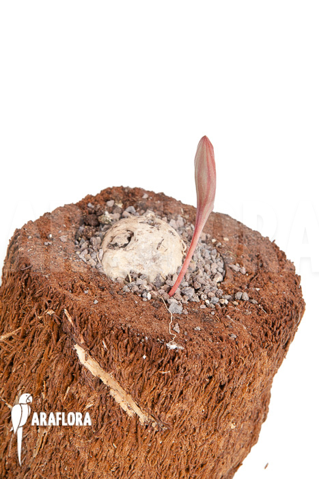 Eriosperma cooperii ‘L’