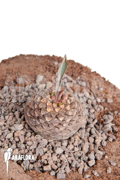 Euphorbia bupleurifolia ‘S’