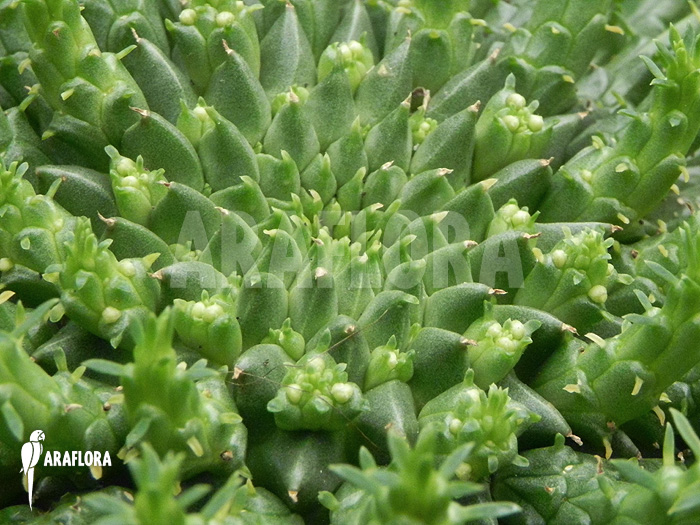 Euphorbia caput-medusae flower