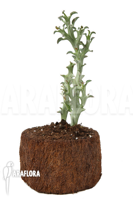 Euphorbia hamata ‘L’