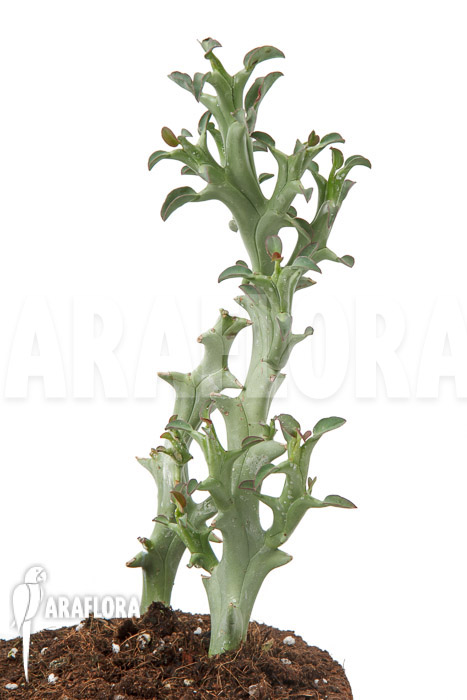 Euphorbia hamata ‘L’