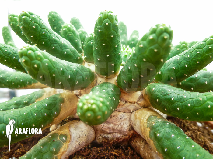 Euphorbia inermis