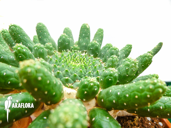 Euphorbia inermis