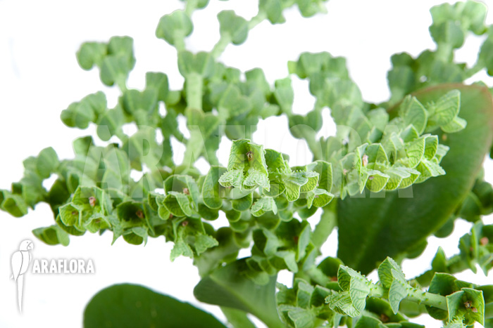 Euphorbia neokaessneri