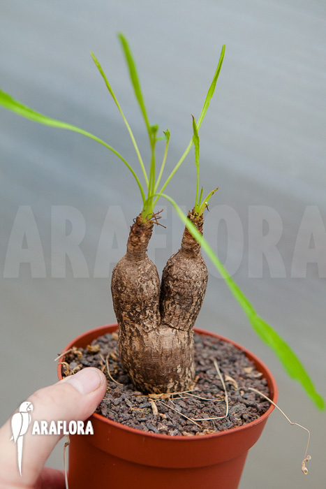 Euphorbia silenifolia