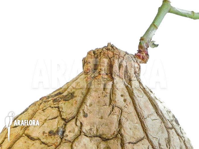 Euphorbia trichadenia