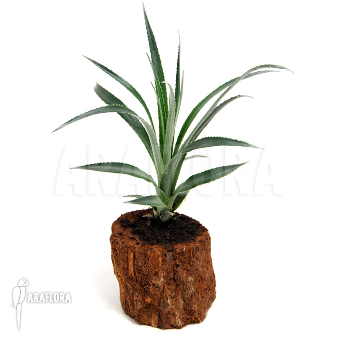 Fasciculaire litoralis