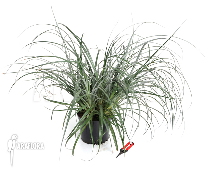 Fasciculaire litoralis