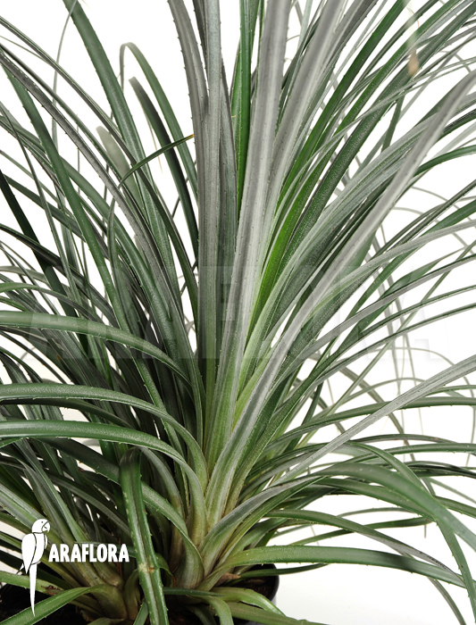 Fasciculaire litoralis