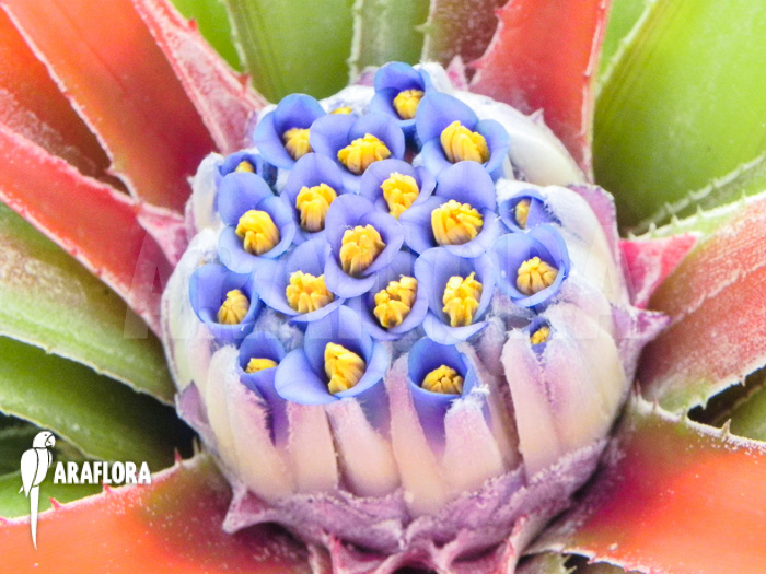 Fascicularia bicolor