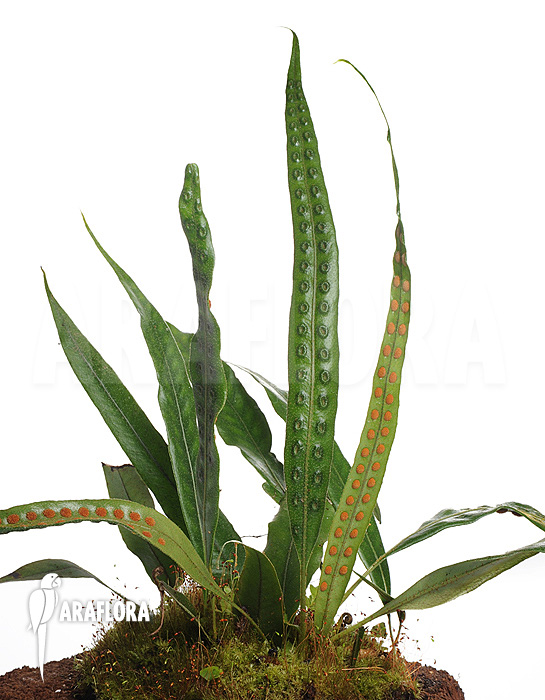 Fern species Costa Rica