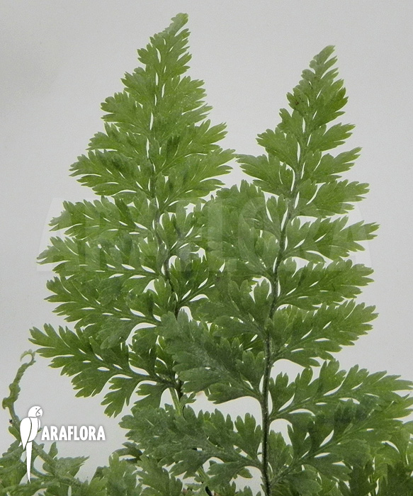 Fern species Ecuador