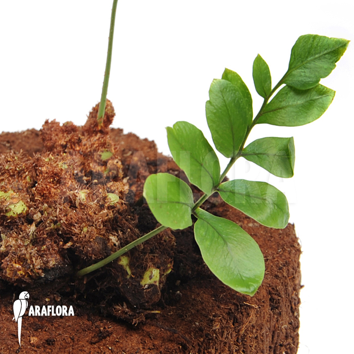 Fern species Gran Sabana