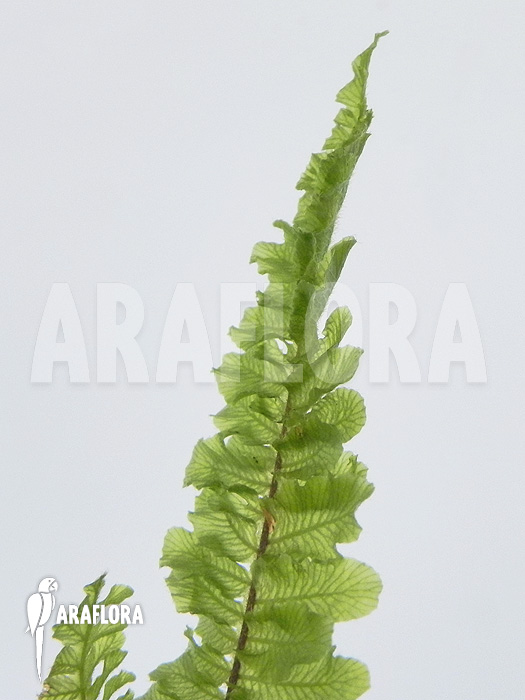 Fern species South Africa