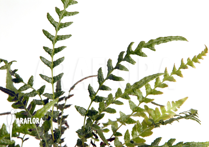 Fern species mini Peru