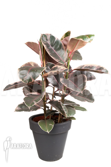 Ficus elastica ‘tricolor’