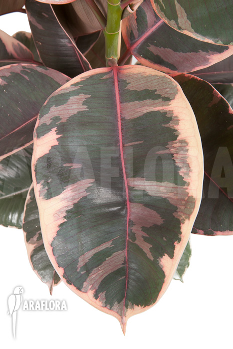 Ficus elastica ‘tricolor’