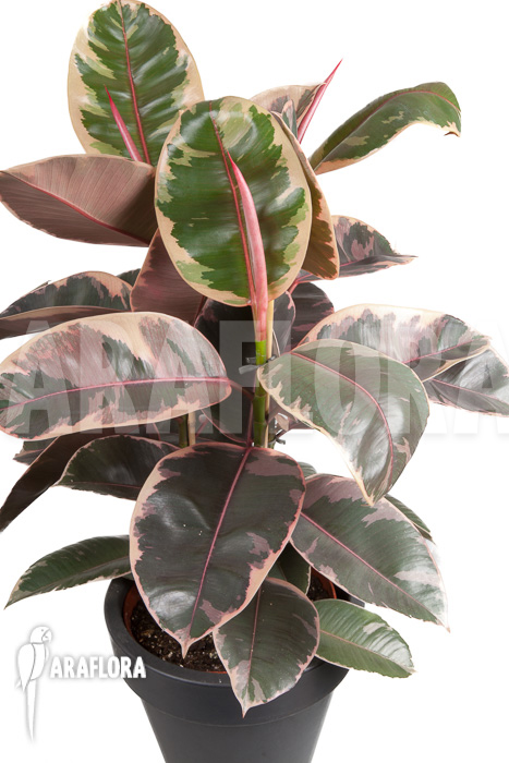 Ficus elastica ‘tricolor’