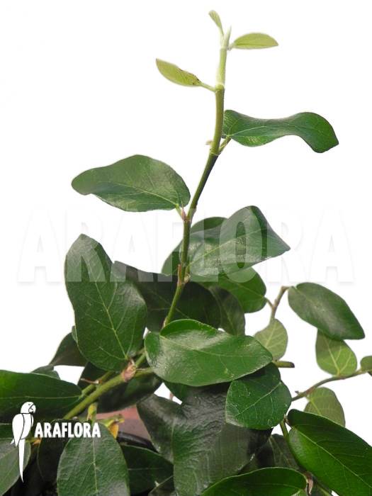 Ficus pumila ‘Elisa’