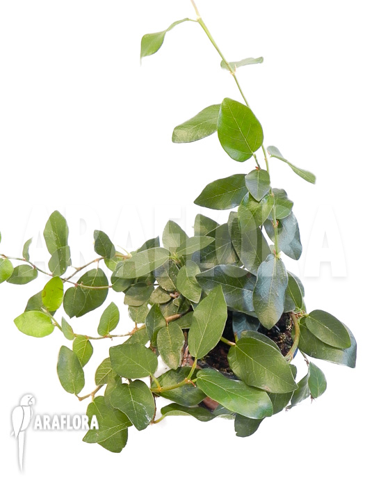 Ficus pumila ‘Elisa’