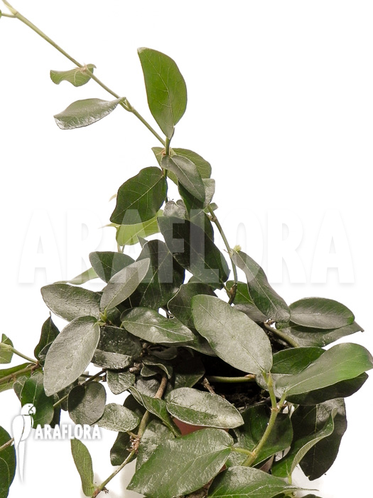 Ficus pumila ‘Elisa’