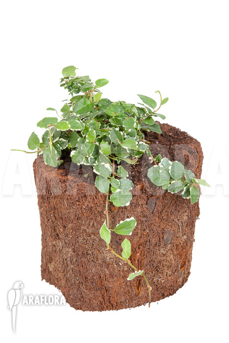 Ficus pumila ‘White sunny’