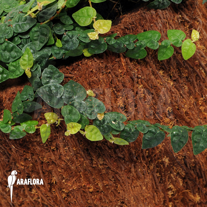 Ficus pumila var. minuta ‘Species colombia’