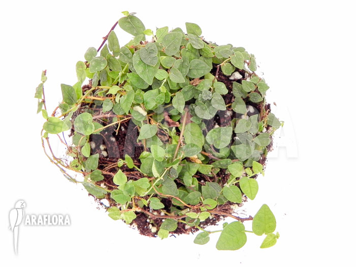 Ficus pumila var. minuta ‘Species colombia’