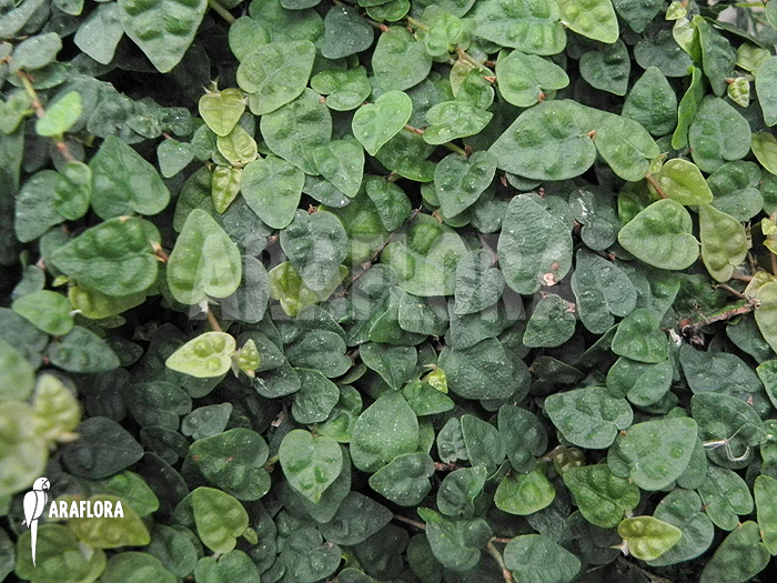 Ficus pumila var. minuta ‘Species colombia’