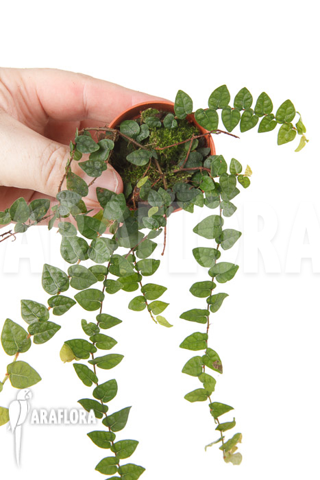 Ficus pumila var minuta ‘Species Colombia’ ‘S’