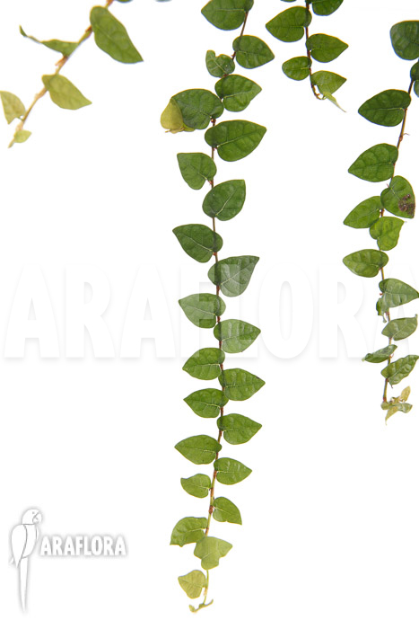 Ficus pumila var minuta ‘Species Colombia’ ‘S’