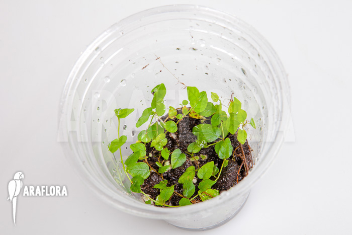 Ficus pumila var minuta ‘Species Colombia’ ‘Starter’