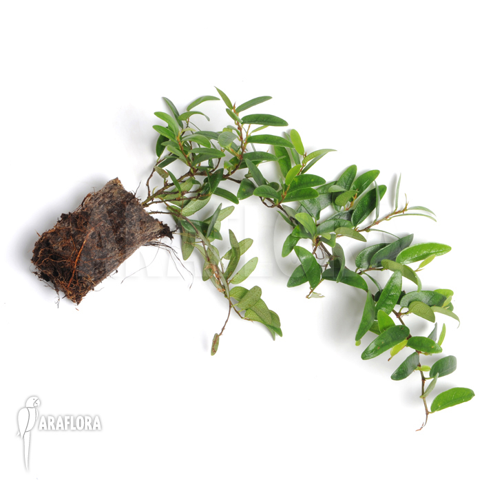 Ficus punctata ‘Species Panama’