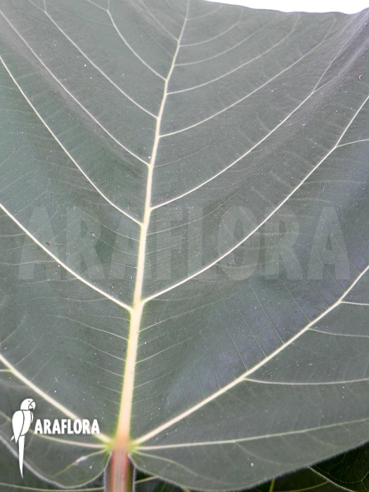 Ficus sp ‘everest’