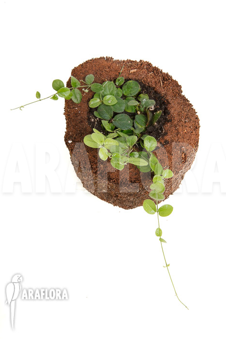 Ficus species Borneo