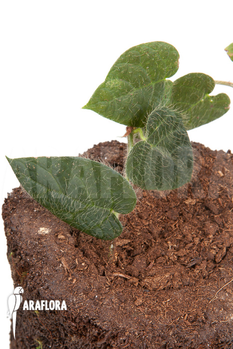 Ficus villosa ‘Starter’