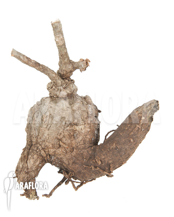 Firmiana coloreta bulb